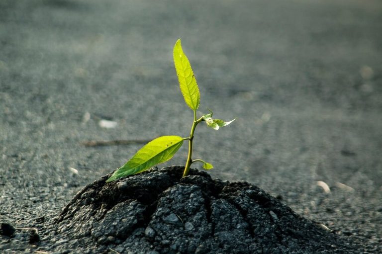 50 Inspirational Quotes About Life to Transform Your Mind single green plant growing through cracked concrete